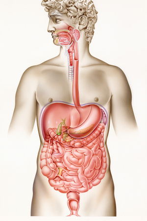 Digestive System Photographic Print by John Bavosi