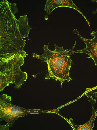 Human Epithelial Cells Photographic Print by Riccardo Cassiani-ingoni