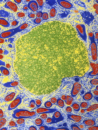 Rhizobium Bacteria In Root Cell Photographic Print by Dr. Jeremy Burgess