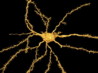 Brain Neuron Photographic Print by Thomas Deerinck