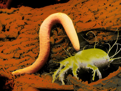 False-colour SEM of a Nematode Worm & Acarus Siro Photographic Print by Dr. Jeremy Burgess