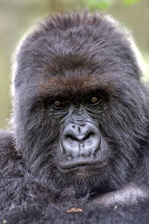 Mountain Gorilla Male Photographic Print by Tony Camacho