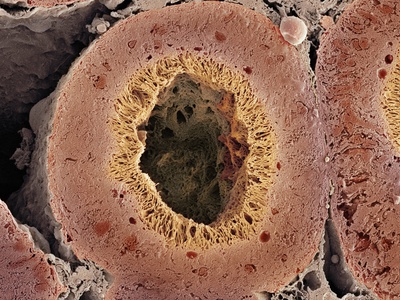 Kidney Tubule, SEM Photographic Print by Thomas Deerinck