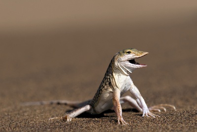 Namib Sand-diving Lizard Photographic Print by Tony Camacho