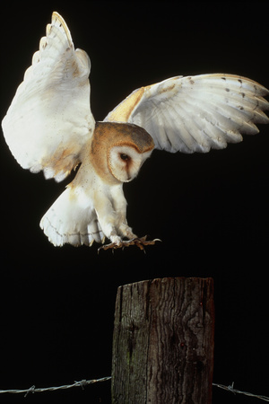 Barn Owl Photographic Print by Andy Harmer