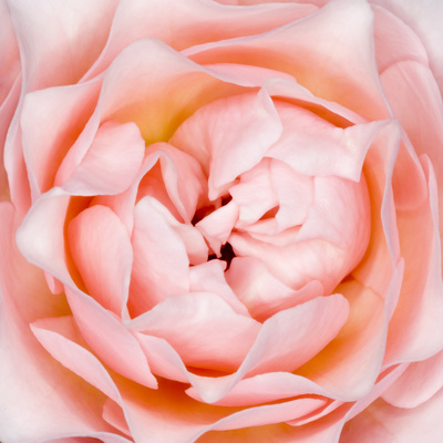 Rose Flower (Rosa Sp.) Photographic Print by Lawrence Lawry