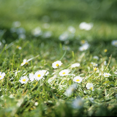 Daisies (Bellis Perennis) Photographic Print by Veronique Leplat