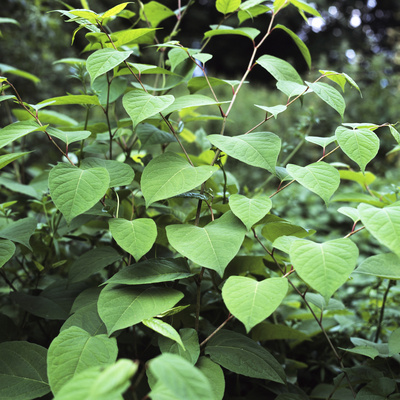 Japanese Knotweed Photographic Print by Sheila Terry