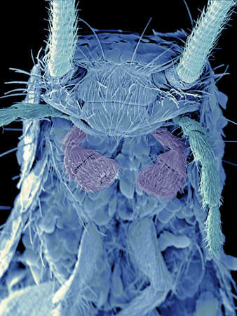 Coloured SEM of a Silverfish (order Thysanura) Photographic Print by Volker Steger