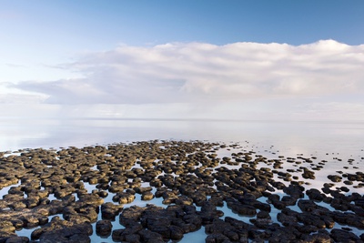 Stromatolites In Australia Photographic Print by Bob Gibbons