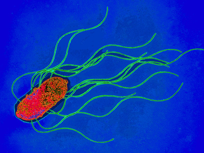 Coloured TEM of a Salmonella Bacterium Photographic Print by Dr. Linda Stannard