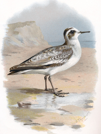 Grey Phalarope, Historical Artwork Photographic Print by Sheila Terry