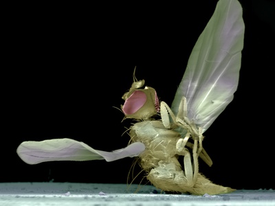 Dead Fly, SEM Photographic Print by Volker Steger