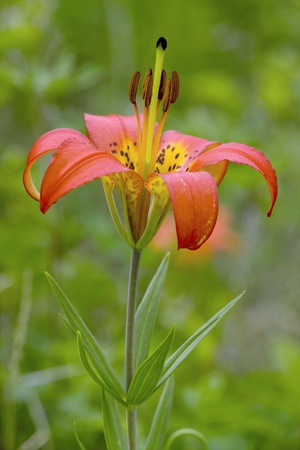 Wood Lily (Lilium Philadelphicum) Photographic Print by Bob Gibbons