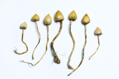 Magic Mushrooms (Psilocybe Semilanceata) Photographic Print by Cordelia Molloy