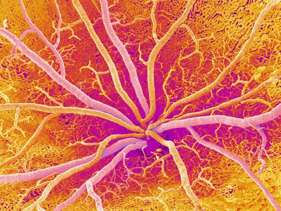 Retina Blood Vessels, SEM Photographic Print by Susumu Nishinaga