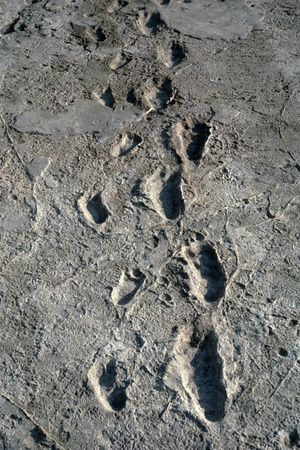 Trail of Laetoli Footprints. Photographic Print by John Reader