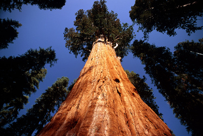 Giant Sequoia 'General Sherman' Photographic Print by David Nunuk