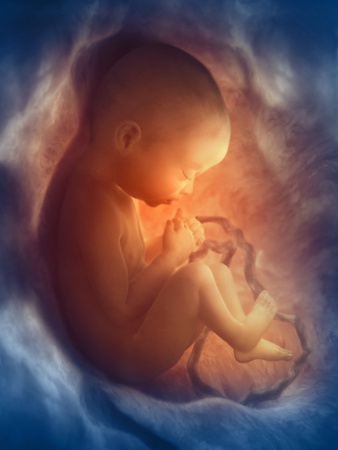 Human Foetus In the Womb, Artwork Photographic Print by Jellyfish Pictures