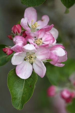 Apple Blossom (Malus X Domestica) Photographic Print by Dr. Keith Wheeler