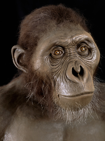 Australopithecus Afarensis Photographic Print by Javier Trueba