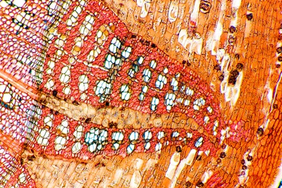 Lime Tree Stem, Light Micrograph Photographic Print by Dr. Keith Wheeler