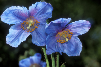 Himalayan Poppy (Meconopsis Grandis) Photographic Print by Dr. Keith Wheeler