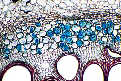 Phloem Plant Cells, Light Micrograph Photographic Print by Dr. Keith Wheeler