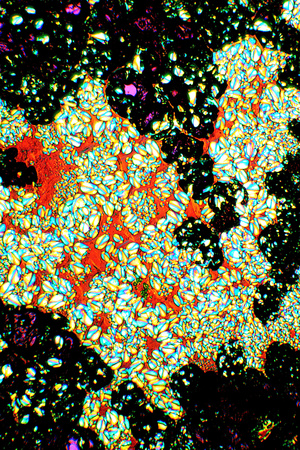 Starch Grains In Potato, Light Micrograph Photographic Print by Dr. Keith Wheeler