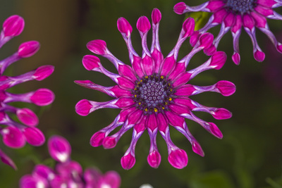 Spoon Daisies (Osteospermum 'Whirligig') Photographic Print by Dr. Keith Wheeler