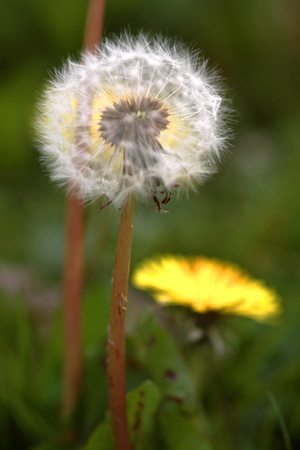 Dandelions (Taraxacum Officinale) Photographic Print by Dr. Keith Wheeler