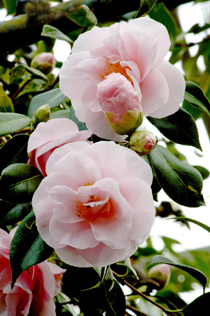 Camellia Flowers (Camellia Japonica) Photographic Print by Dr. Keith Wheeler