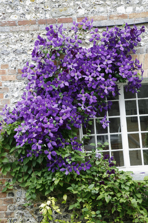 Clematis Viticella 'Polish Spirit' Photographic Print by Dr. Keith Wheeler