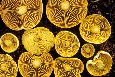 Sulphur Toadstools Photographic Print by Dr. Keith Wheeler