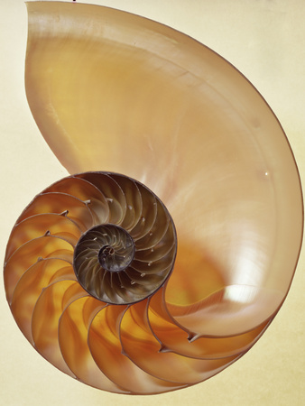 Nautilus Shell Photographic Print by Dirk Wiersma