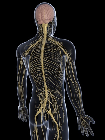 Human Nervous System, Artwork Photographic Print by  SCIEPRO