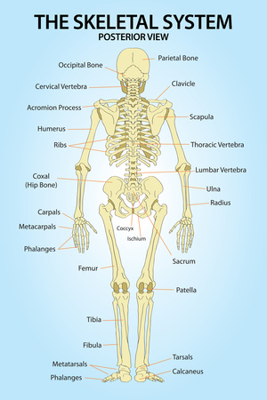 Skeletal System Plastic Posterior View Anatomy Print Poster Plastic Sign