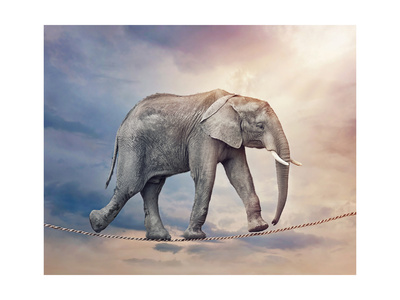 Elephant On A Tightrope Posters by  egal