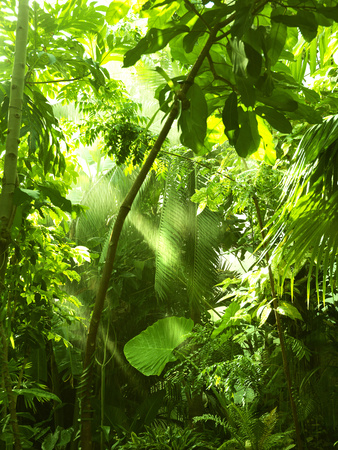 Tropical Forest, Trees In Sunlight And Rain Photographic Print by  odmeyer