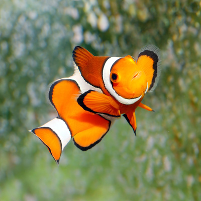 Tropical Reef Fish - Clownfish (Amphiprion Ocellaris) Macro With Shallow Dof Photographic Print by  Kletr