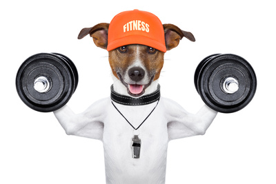 Fitness Dog Photographic Print by Javier Brosch