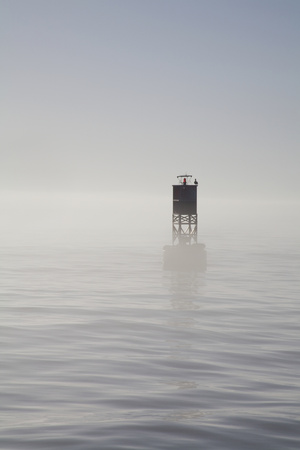 Buoy with Sea Lions, Long Beach Harbor, California, USA Photographic Print by Peter Bennett