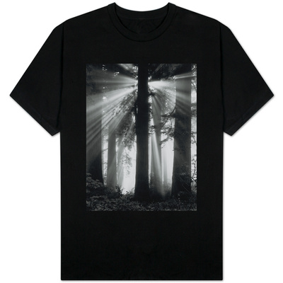 Sunshine in Redwood Forest Shirt