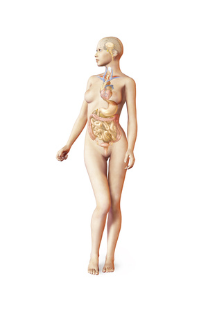 Female Body with Full Endocrine System Superimposed Prints