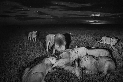 A Lion Pride Feasts on an Eland Photographic Print by Michael Nichols