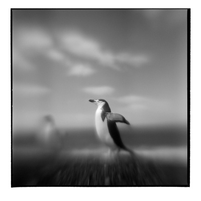 Chinstrap Penguin, Antarctica Photographic Print by Paul Souders