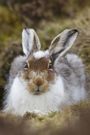 Mountain Hare (Lepus Timidus) with Partial Winter Coat, Scotland, UK, April Photographic Print by Mark Hamblin