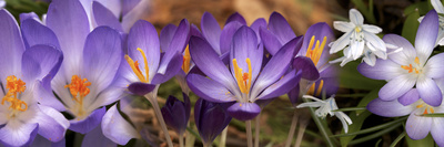 Details of Flowers Photographic Print