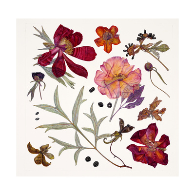 Peony Specimens, 2011 Giclee Print by Rachel Pedder-Smith