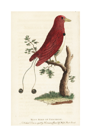 King Bird of Paradise, Cicinnurus Regius Digitálně vytištěná reprodukce